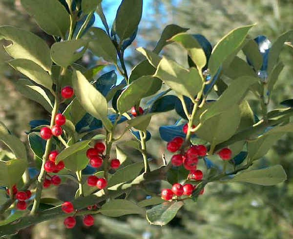  Image name: agrifolio4.jpg 
 width: 600 pixel 
 height: 490 pixel 
 Size: 39486 bytes 
 Click to enlarge 